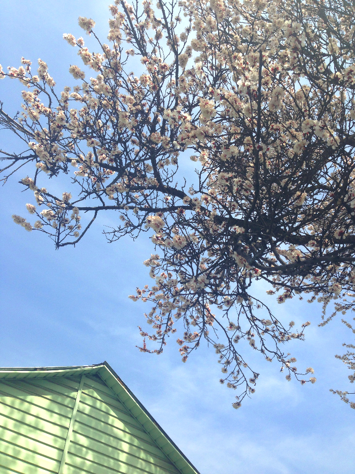 Come spring